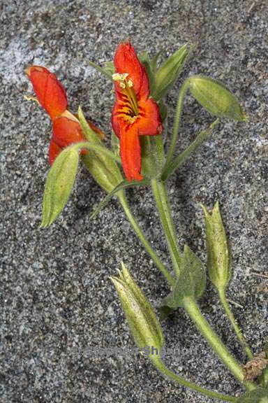 erythranthe cardinalis 4 graphic